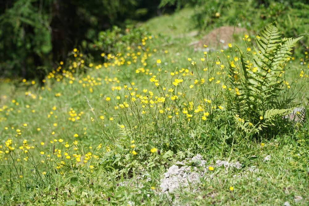 DSC04010