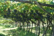 DSC04155