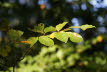 DSC05580