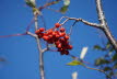DSC05609