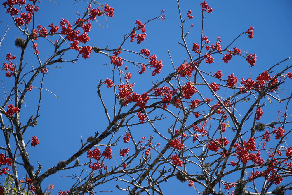 DSC05617