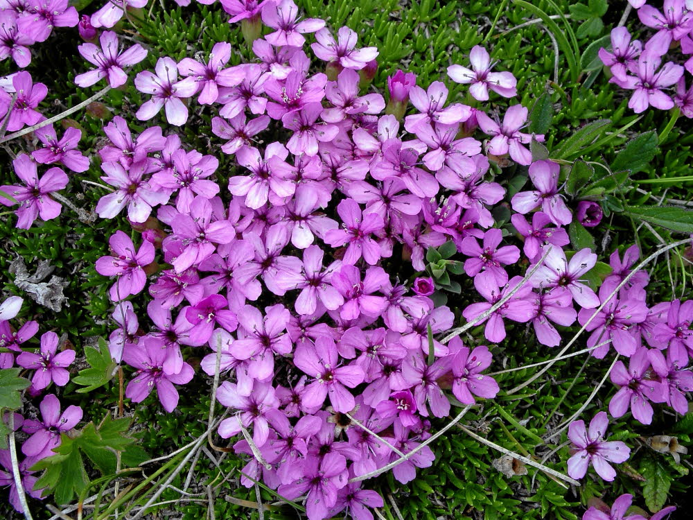 IMGP0368