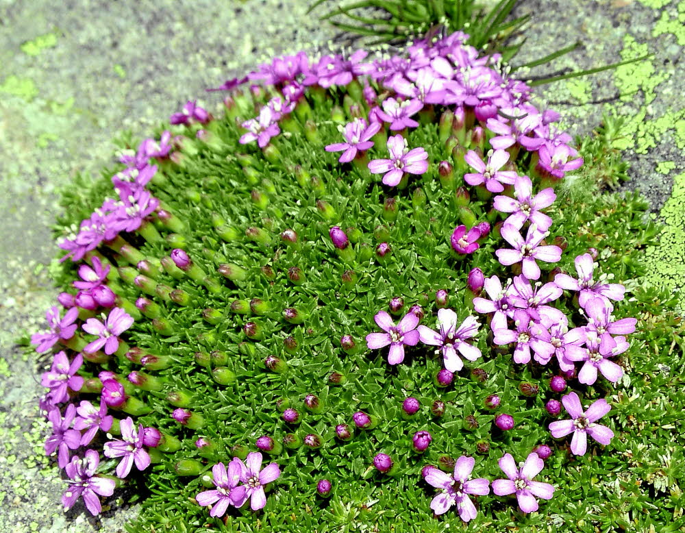 IMGP0442