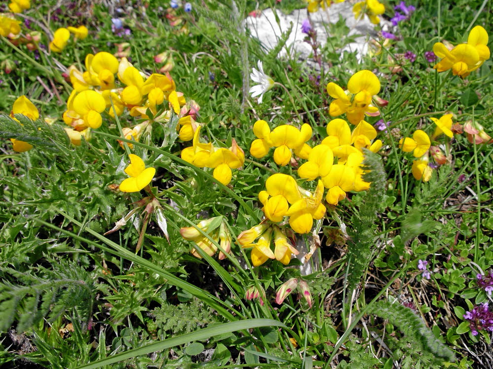 IMGP0465