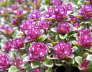 IMGP0470
