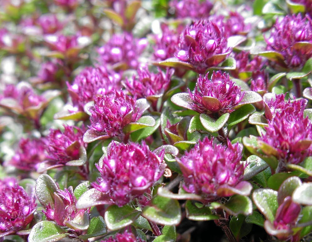 IMGP0470