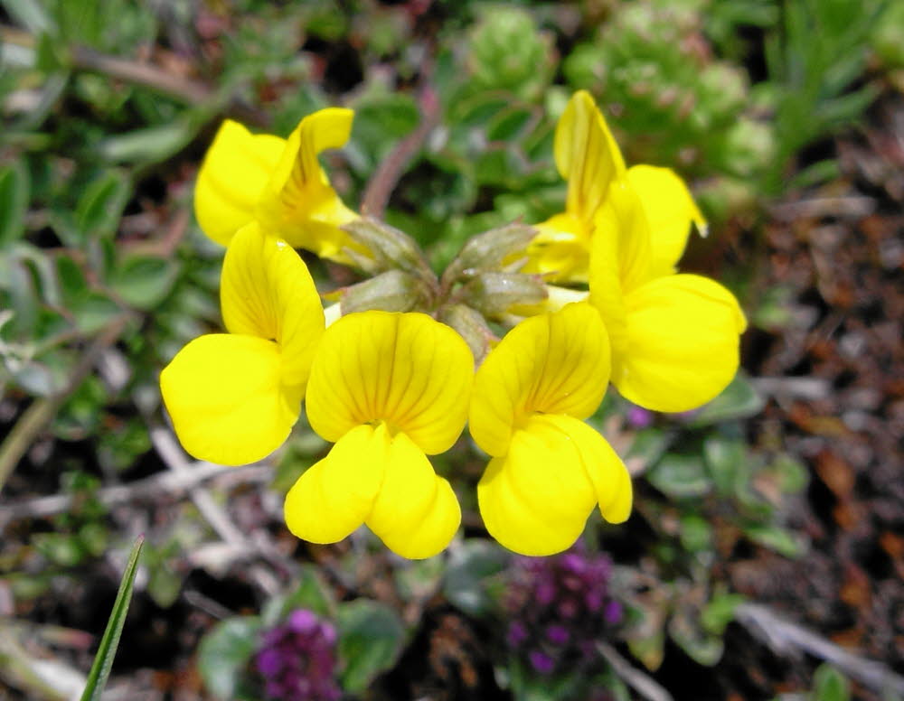 IMGP0473