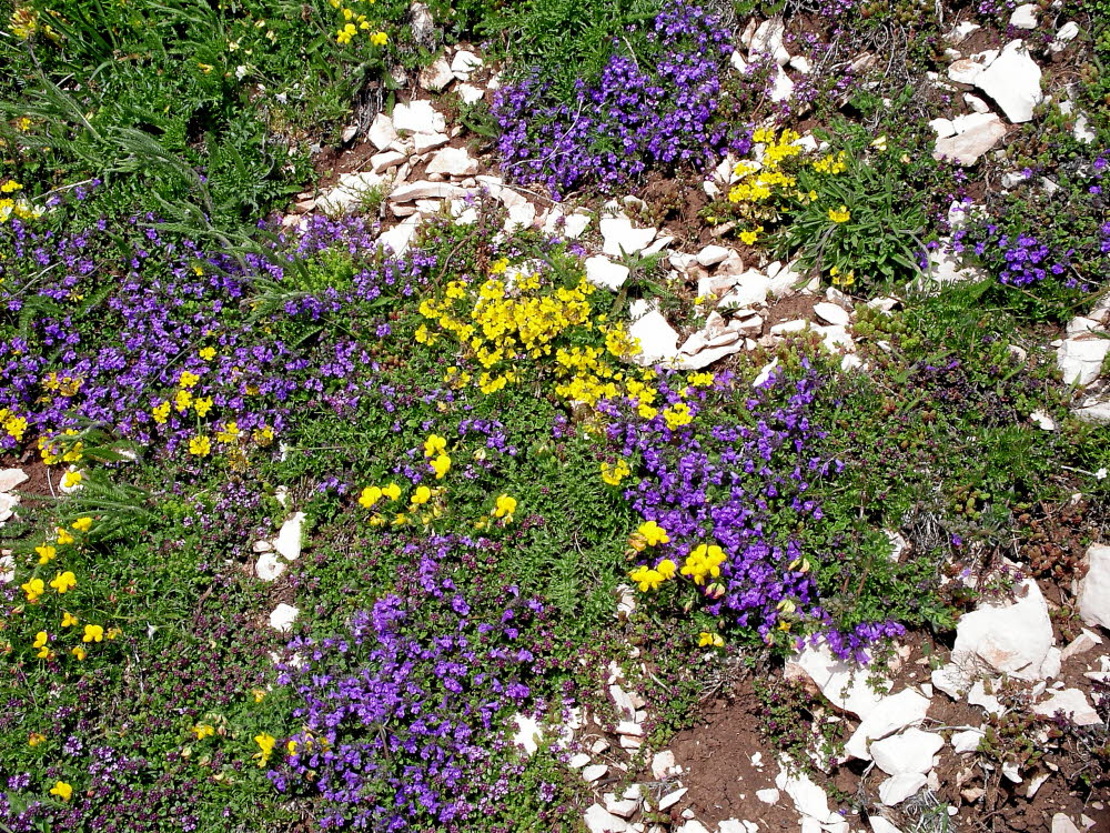 IMGP0474