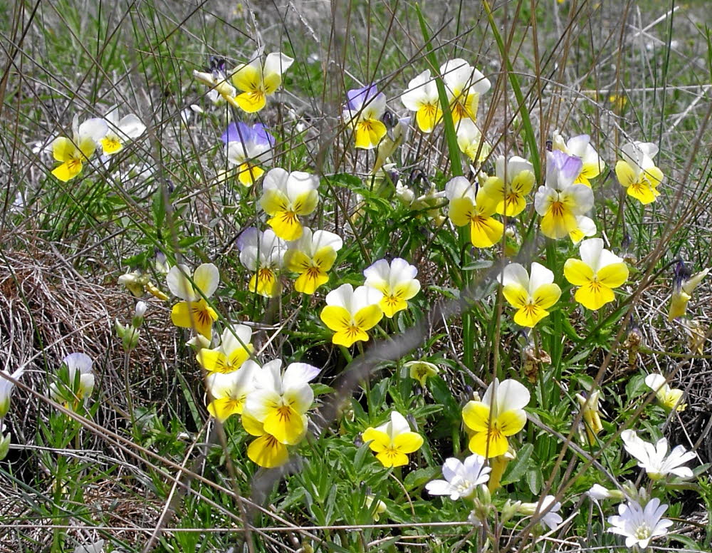 IMGP0477