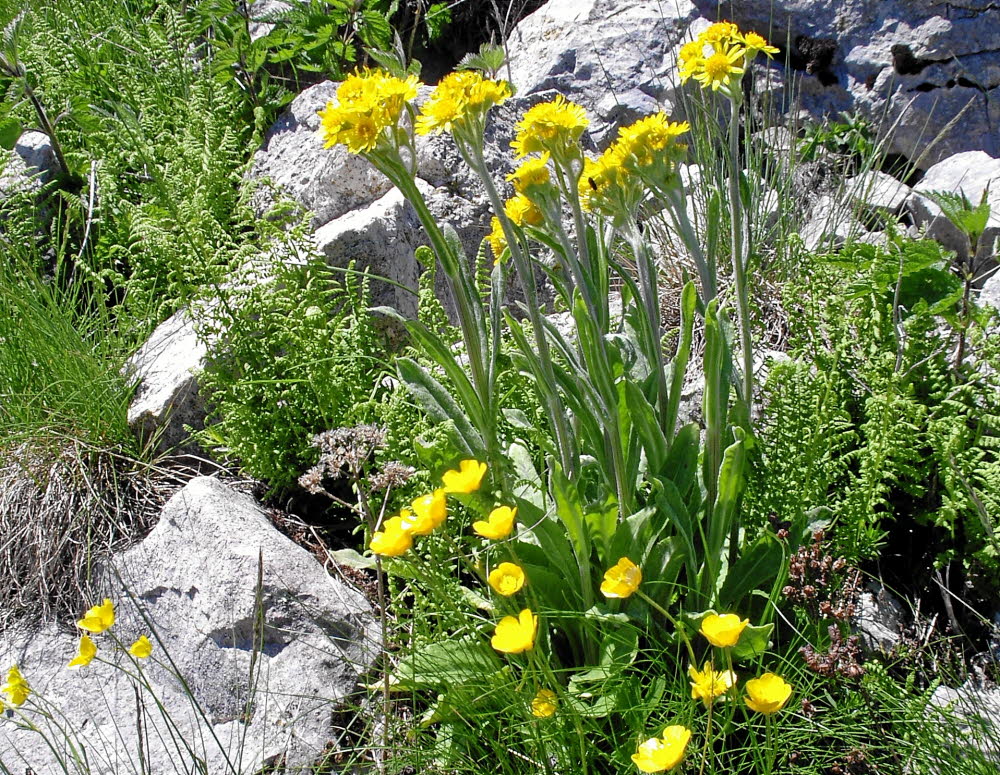 IMGP0523