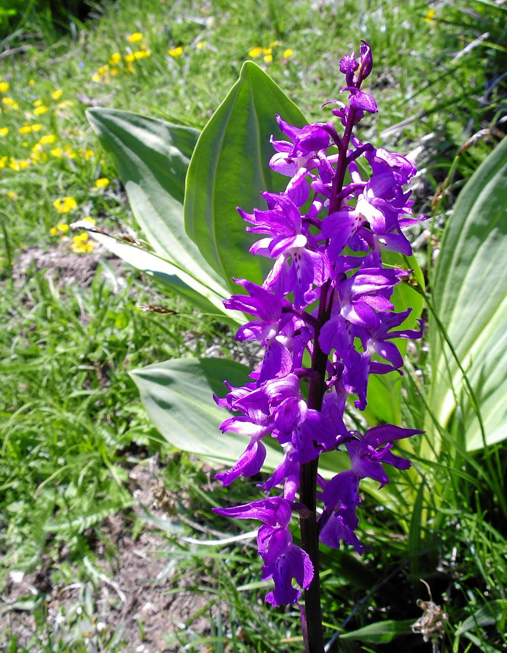 IMGP0532