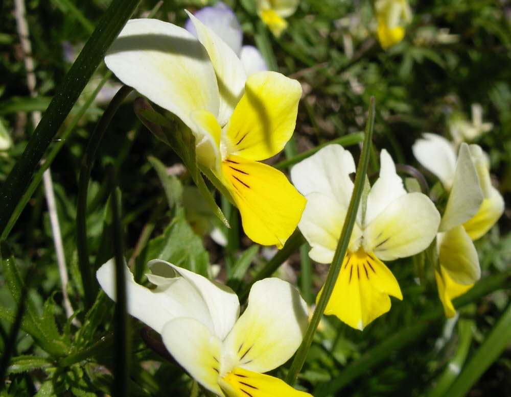 IMGP0541