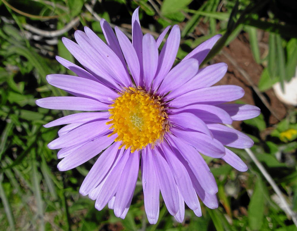 IMGP0542