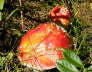 IMGP0778