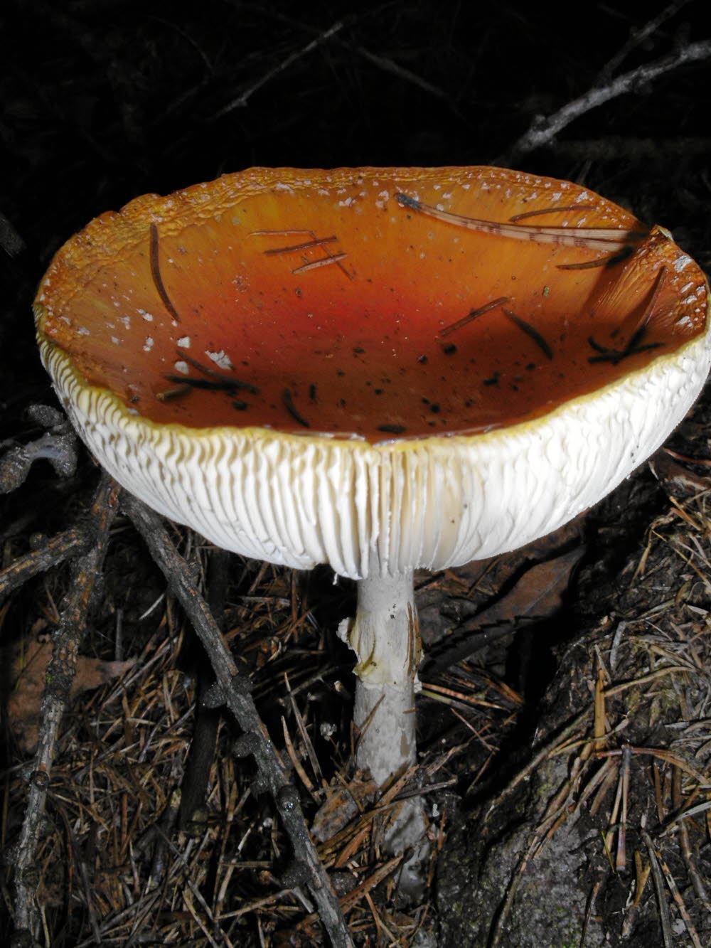IMGP0785