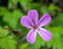 IMGP0955