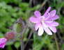 IMGP0956
