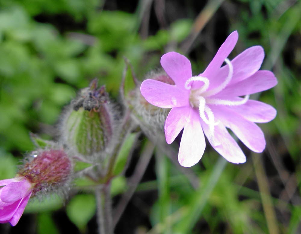 IMGP0956