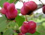 IMGP0960