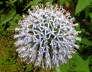 IMGP0962