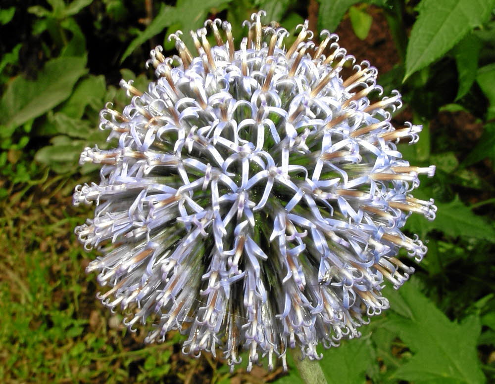 IMGP0962