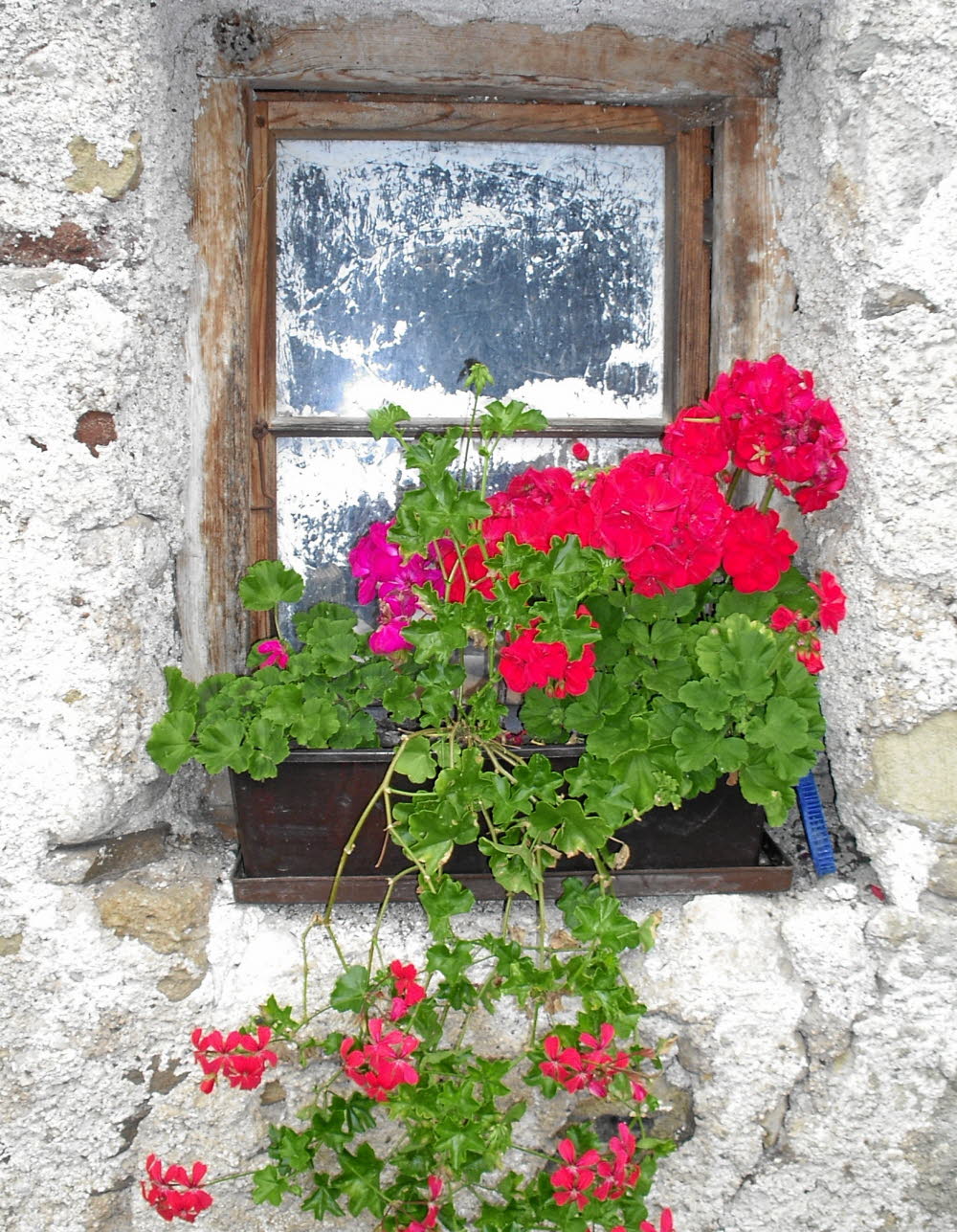 IMGP0964