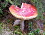 IMGP0976