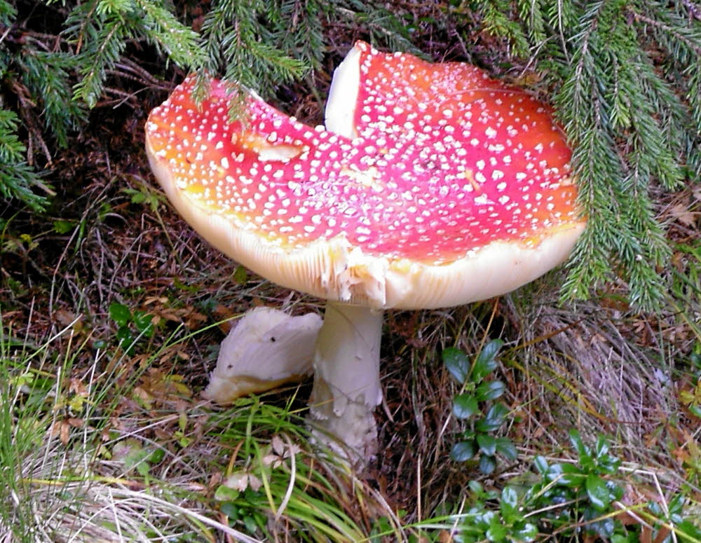 IMGP0976