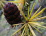 IMGP0989