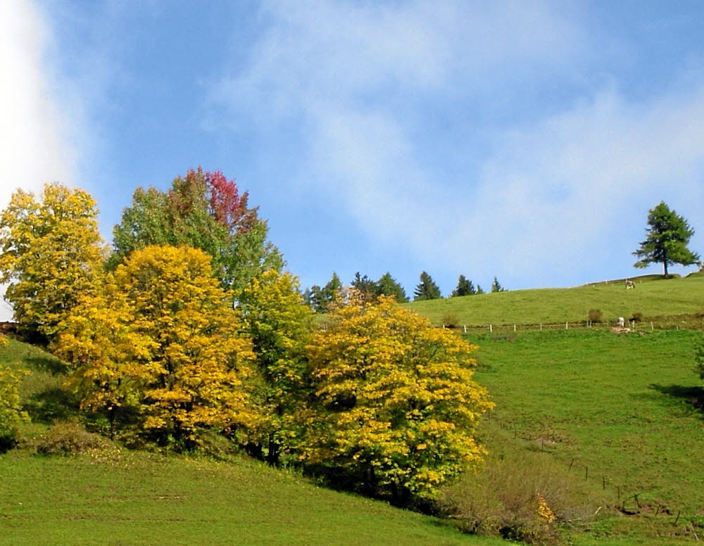 IMGP0993