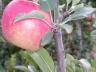 IMGP1655