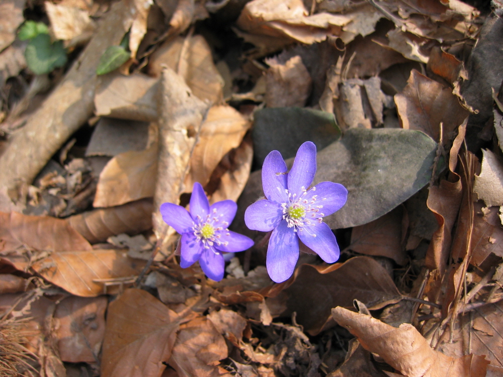 2003