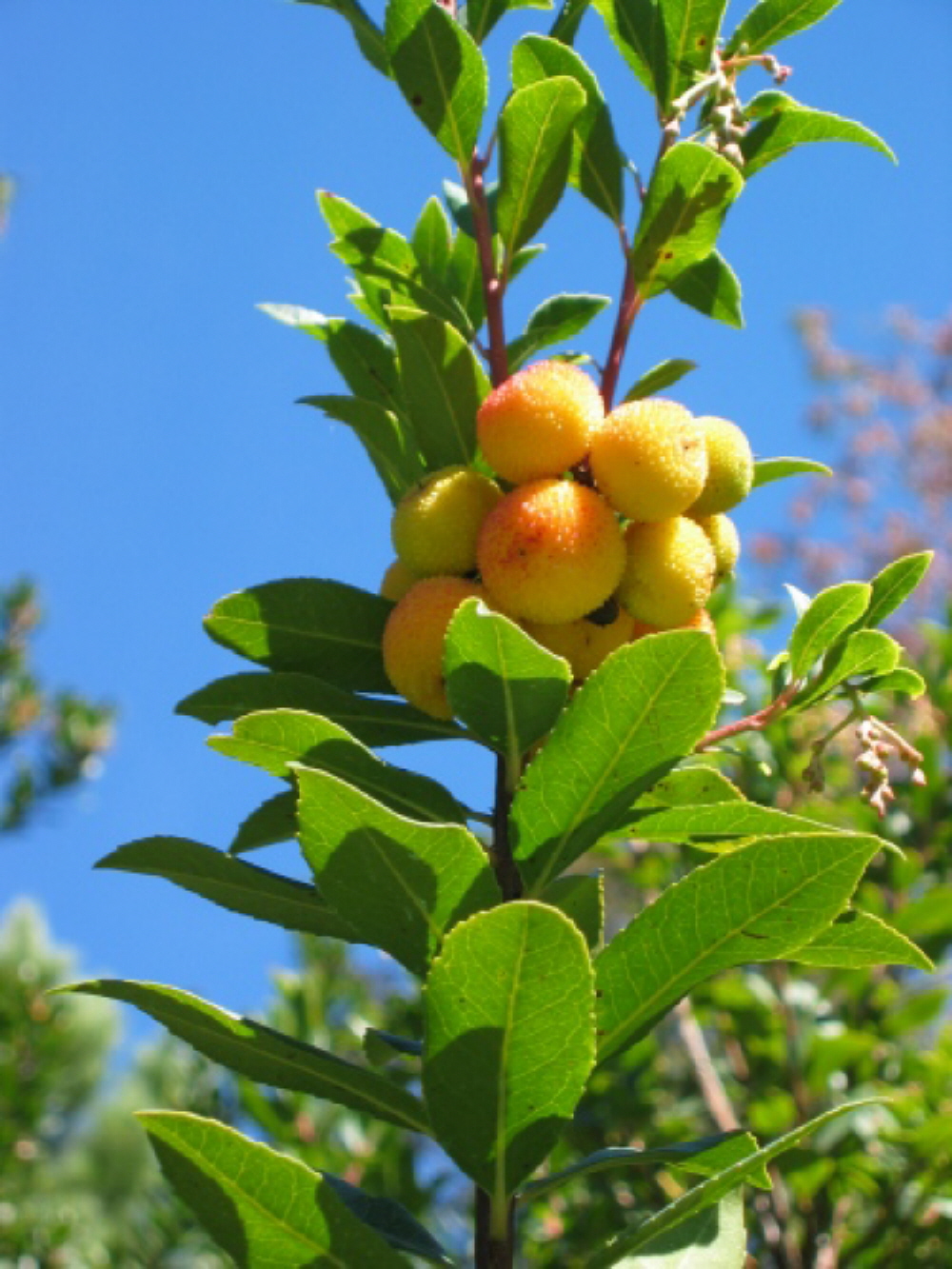 Die G�rten von Trautmannsdorf