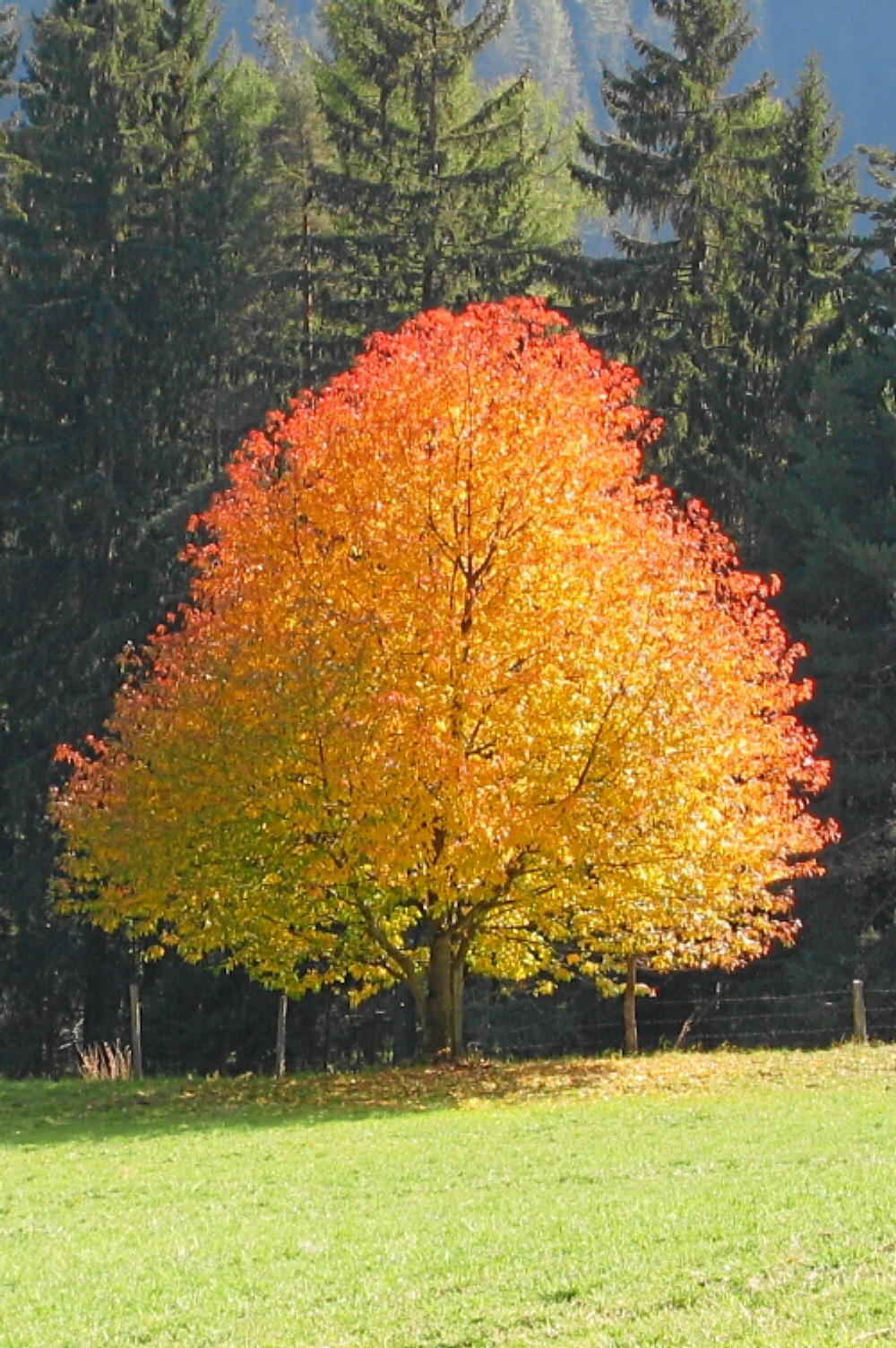 2003