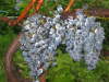 2004