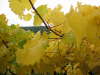 2004