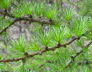 Kaltern-2008-05_003