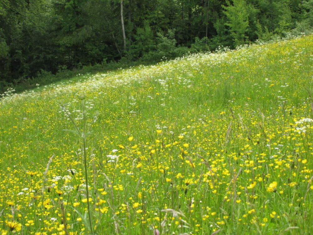 Kaltern-2008-05_066