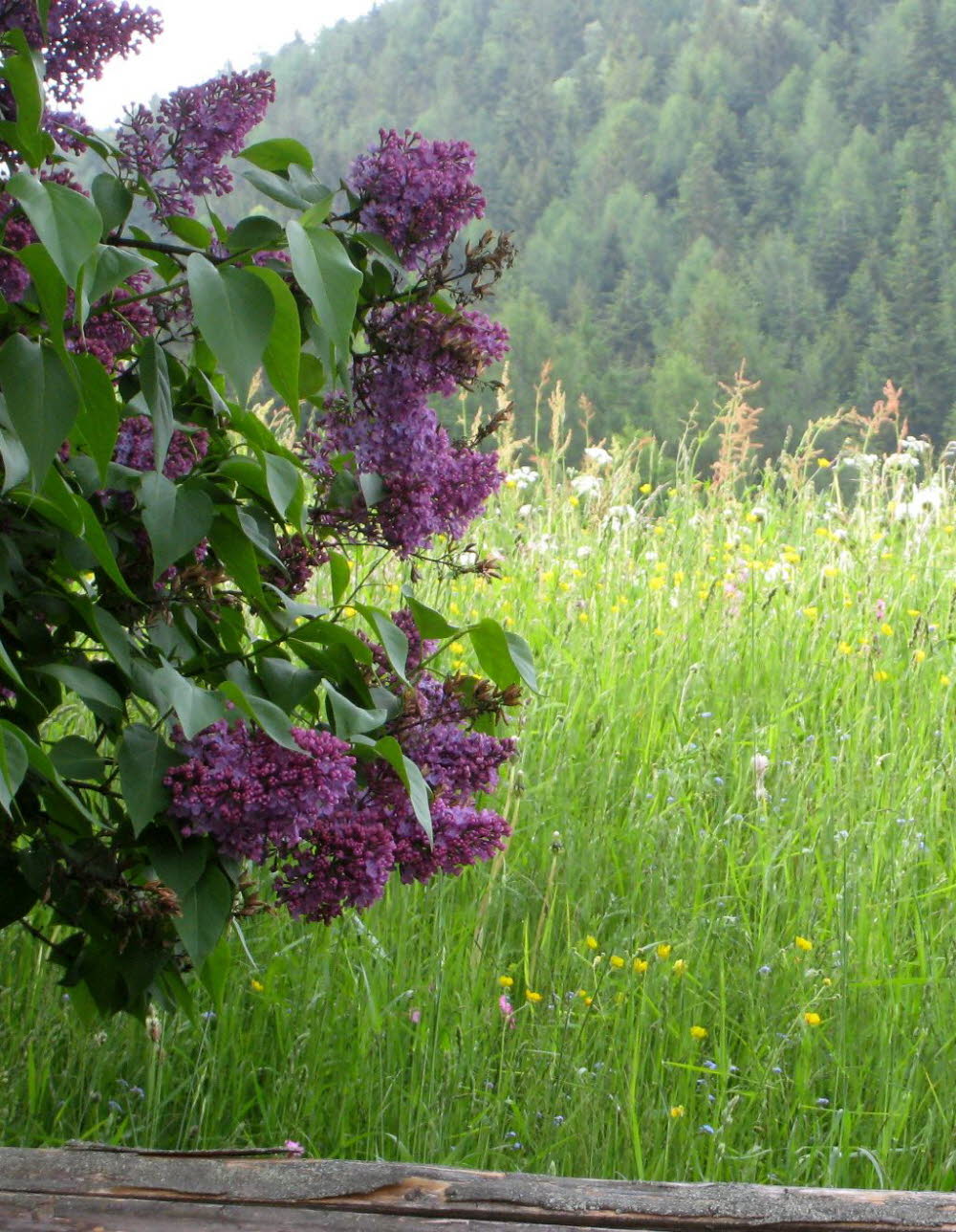 Kaltern-2008-05_071