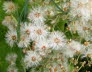 Kaltern-2008-05_075