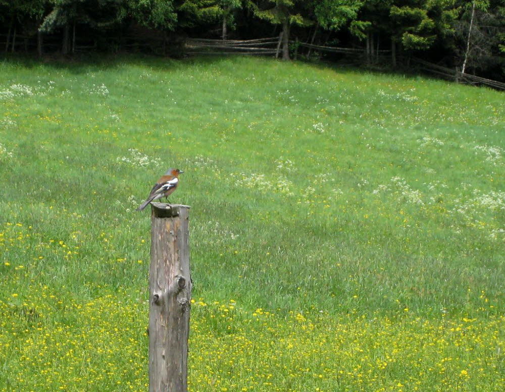 Kaltern-2008-05_077