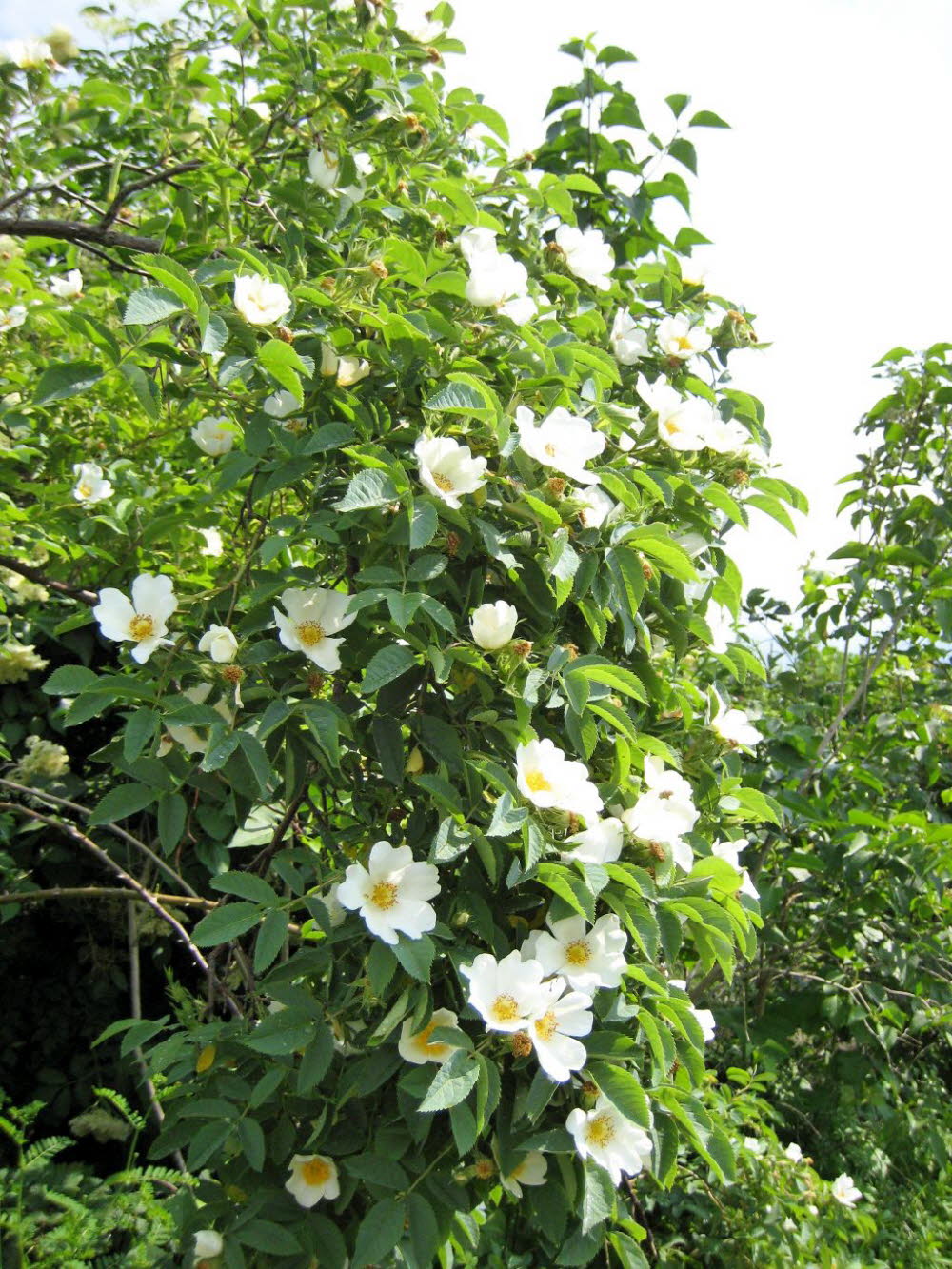Kaltern-2008-05_083