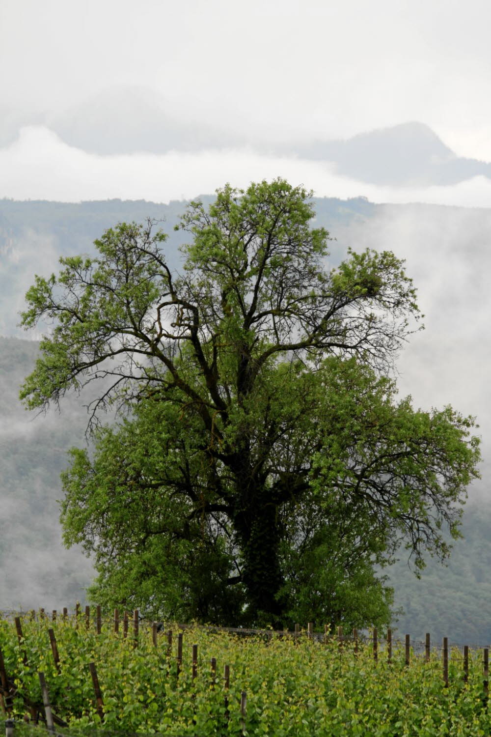 Kaltern-2008-05_092