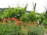 Kaltern-2008-05_097