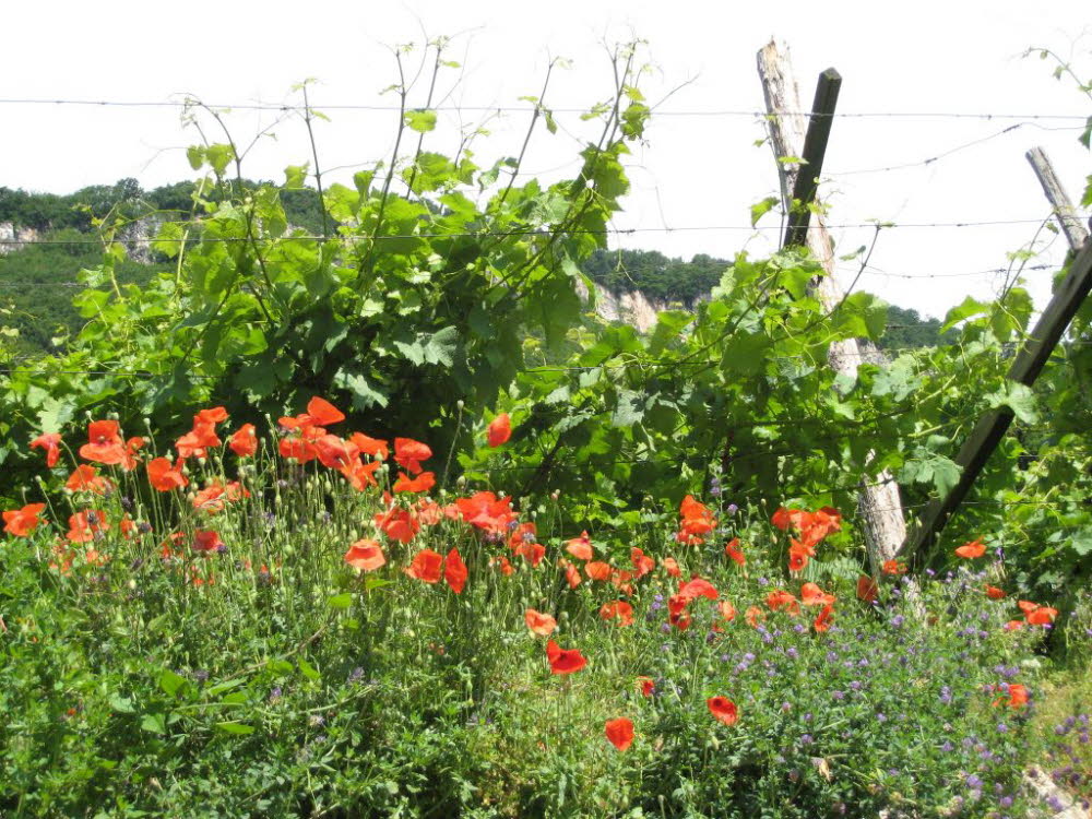 Kaltern-2008-05_097
