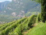 Kaltern-2008-05_098