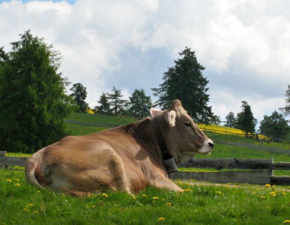 Kaltern-2008-05_119