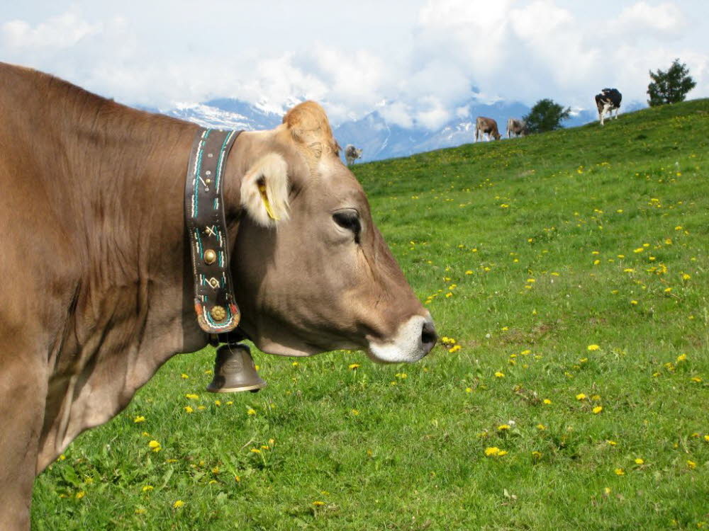 Kaltern-2008-05_120