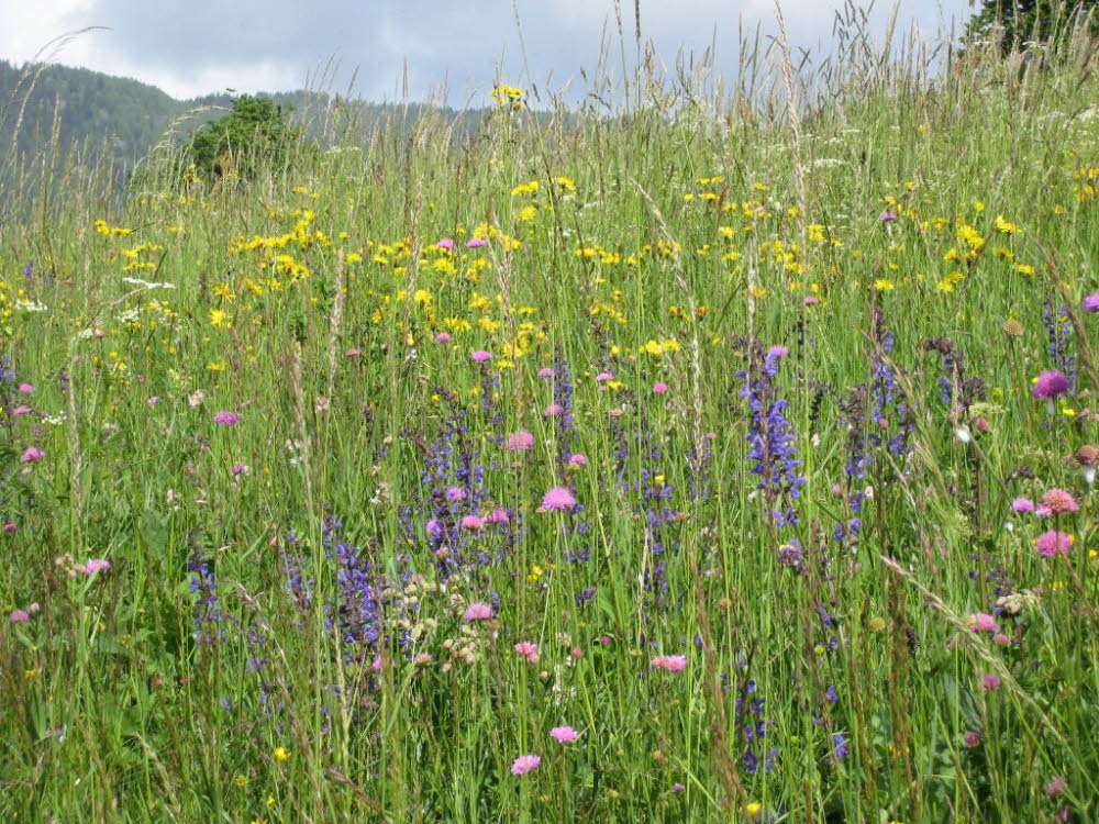 Kaltern-2008-05_139