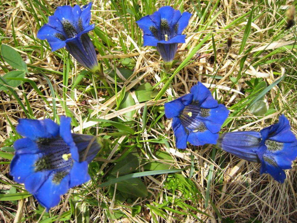 Kaltern-2008-05_145